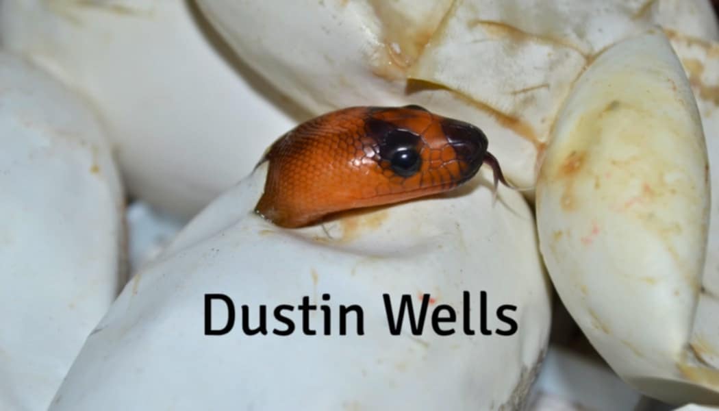 Dustin Wells  logo